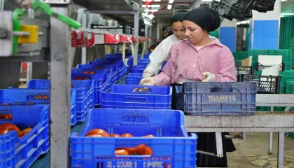 Ağustos ayında domates işlem miktar endeksi yüzde 56,70 azaldı
