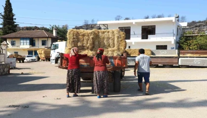 Aksuda yangından etkilenen bölgelere saman desteği