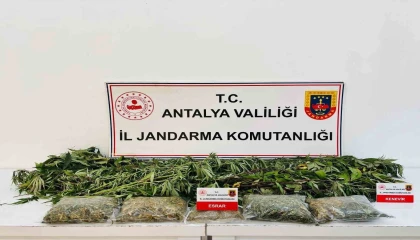 Alanyada uyuşturucu operasyonunda 24 kök kenevir ve 2 kilo 642 gram esrar ele geçirildi