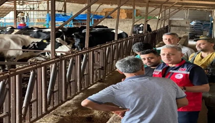 Altınözünde hastalıktan ari işletme sayısının artırılması için çalışma yürütülüyor
