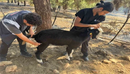 Antalya Büyükşehir Belediyesi veteriner ekipleri kırsalda hayvanların yanında