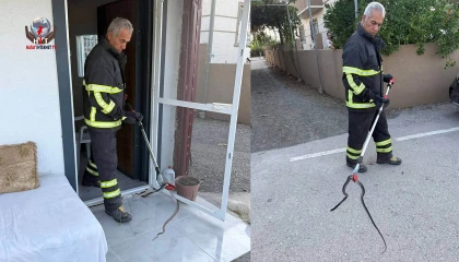 Arsuzda eve giren yılanı itfaiye yakaladı