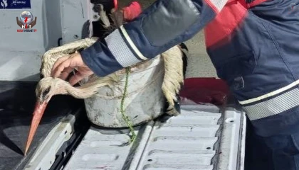Arsuzda kayalıklarda yorgun düşen leylek kurtarıldı