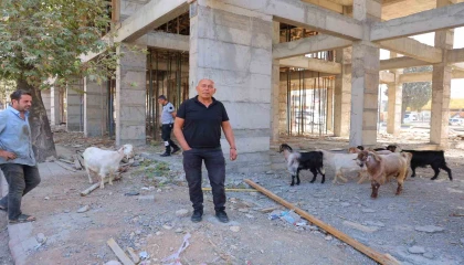 Başıboş gezen 9 keçiyi esnaf buldu, sahibi aranıyor