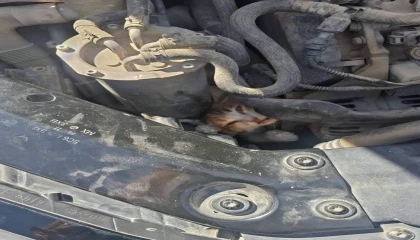 Belen ve Antakyada mahsur kalan hayvanlar kurtarıldı