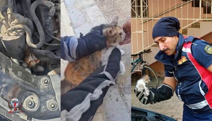 Belen ve Antakyada mahsur kalan hayvanlar kurtarıldı