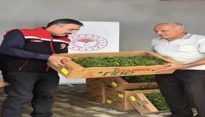 Burdurda üreticilere 164 bin 500 marul fidesi dağıtıldı