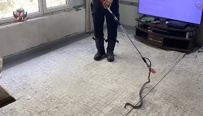 Defnede eve giren yılanı itfaiye yakaladı