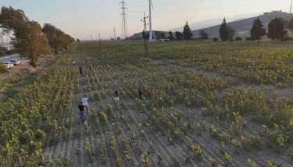 Doğal fotoğraf stüdyosu halini alan ayçiçek tarlası vatandaşların ilgi odağı oldu