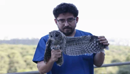 Ebeveynlerinin terk ettiği 3 Alaca Baykuşun rehabilitasyonu tamamlandı