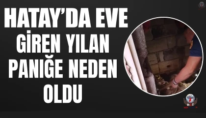 Erzinde eve giren yılan yakalandı