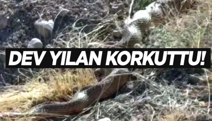 Evin bahçesine giren 2 metrelik yılan korkuttu
