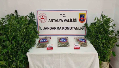 Gazipaşada 146 kök kenevir ve 1 kilo 150 gram esrar ele geçirildi
