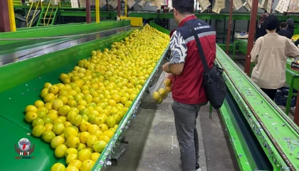 Hatay’da ihraçlık Mayer cinsi limonlar denetlendi