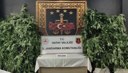 Hatayda jandarmadan uyuşturucu operasyonu: 371 kök kenevir ele geçirildi