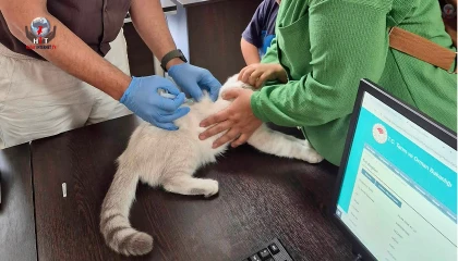 Hatayda kuduz aşılama çalışmaları sürüyor