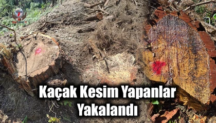 Hatay’da ormanlık alanda kaçak kesim yapanlar yakalandı