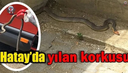 İskenderunda evin içerisinde görülen yılan yakalandı