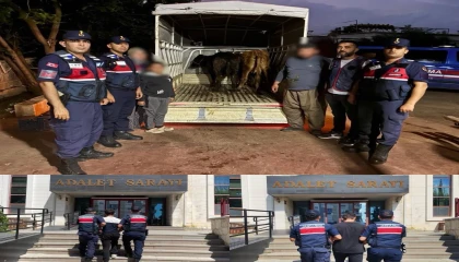 Jandarma çalınan 13 hayvanın izini sürdü: 3 büyükbaş sahibine teslim edildi