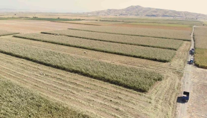 Kahramanmaraşta ak darı hasadına başlandı