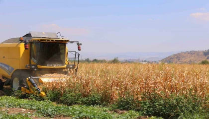 Kahramanmaraşta mısır hasadı başladı