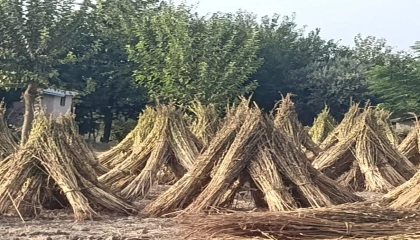 Kahramanmaraşta susam hasadı başladı