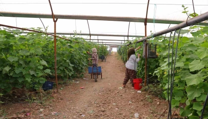 Kahramanmaraşta turşuluk ürünlerde hasat dönemi