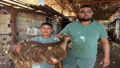 Kendisi küçük yüreği büyük; Besleyip büyüttüğü oğlağını yangın yerinden sırtında taşıyarak götürdü