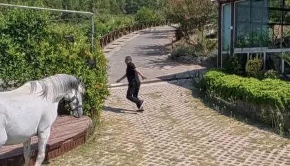 Klip çekiminde atın altında kalmaktan son anda kurtuldu