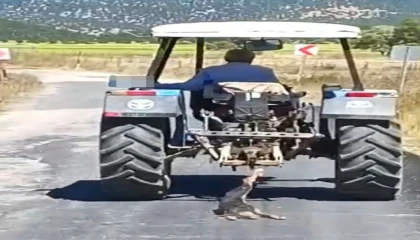 Köpeği traktöre bağlayarak sürükledi