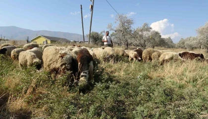 Maaşlarıyla gündem olan çobanlar, günde litrelerce su tüketerek kavurucu sıcakta mesaiyi sürdürüyor
