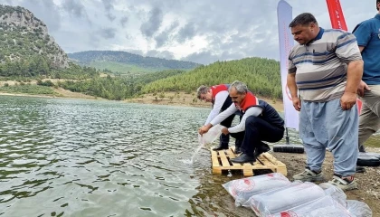 Mersinde 17 göl ve gölete 347 bin yavru sazan bırakıldı