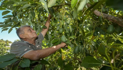Mersinde desteklenen avokado üreticileri ilk hasadını yaptı