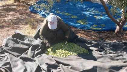 Mersinde zeytin hasadı başladı: Bahçede 10 ile 60 TL arasında