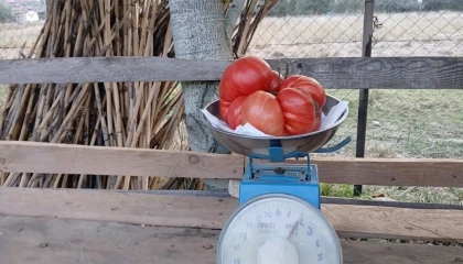 Osmaniyede ata tohumundan 2 kiloluk dev domates yetiştirdi