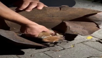 Osmaniyede soba kovasına sıkışan yavru kedi kurtarıldı