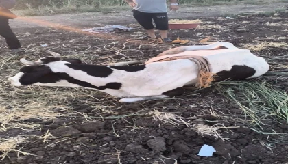 Reyhanlıda bataklığa düşen büyükbaş hayvan kurtarıldı