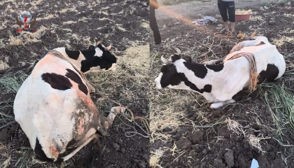 Reyhanlıda bataklığa düşen büyükbaş hayvan kurtarıldı