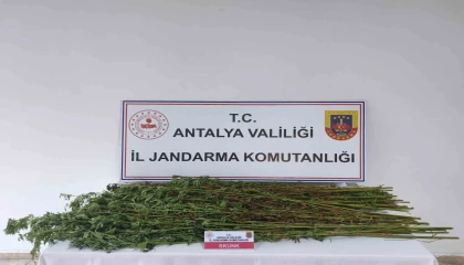 Serikte 80 kök kenevir bitkisi ele geçirildi
