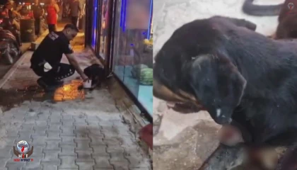 Silahla vurulan sokak köpeğine polis ekipleri sahip çıktı