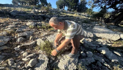 Toros Dağlarında kekik mesaisi başladı, demeti 50 liradan satılıyor