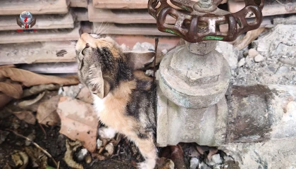 Vanaya sıkışarak mahsur kalan yavru kedi, itfaiye ekiplerinin çalışmasıyla kurtarıldı