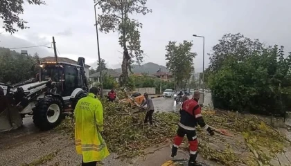 Yayladağında aracın üzerine ağaç devrildi