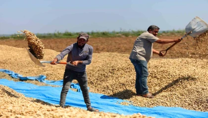 Yer fıstığında hasat başladı: 135 bin ton rekolte hedefleniyor