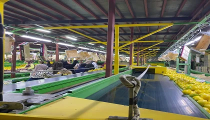 Yurt dışına satılan limonda pestisit kontrolleri sürüyor