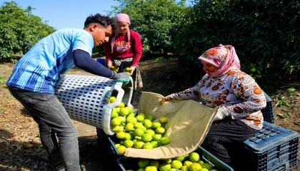 Adanada mandalina hasadı başladı: Kilogramı dalında 8-10 liradan alıcı buluyor