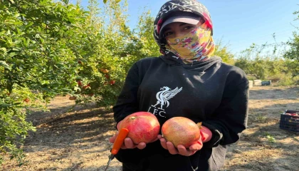 Antalyada yağmur uyarıları nar hasadını öne çekti: Tarlada kilosu 15-30 lira arasında