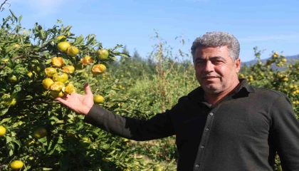 Ceviz büyüklüğündeki dolu, hasadına gün sayılan erkenci mandalinayı vurdu