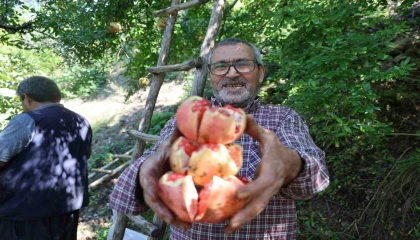 Coğrafi işaretli Kuytucak narında hasat başladı
