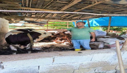 Hatayda şap hastalığına karşı aşılama çalışmaları sürüyor